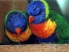 rainbow lory pair