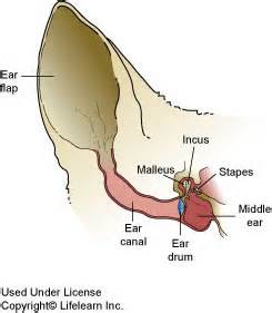 dog ear anatomy 2