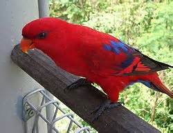 red lory 1
