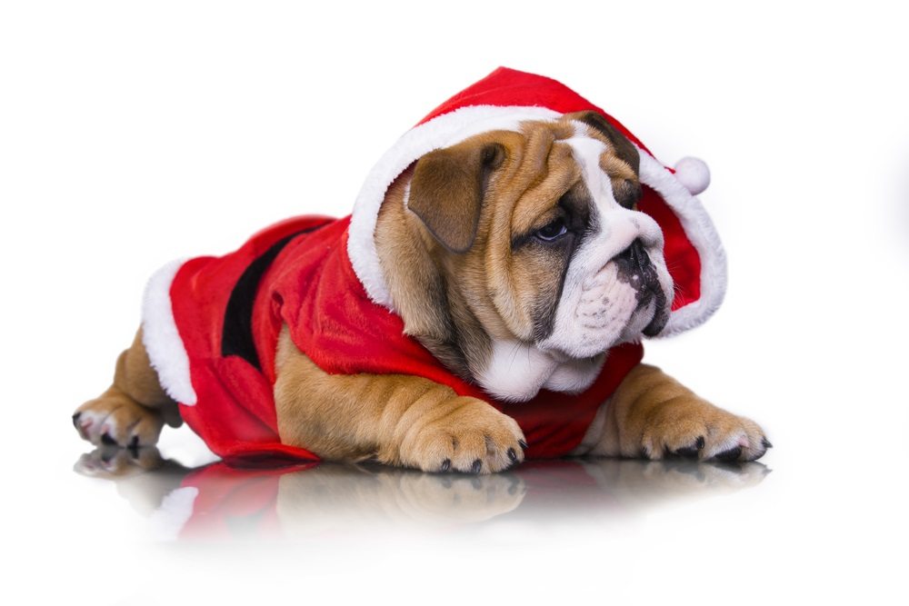 Holiday Hazards for Pets