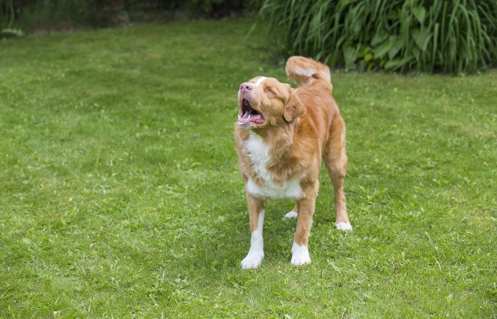 The Barking Dog, Understanding and Training