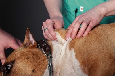 Dog Massage: Creating Better Health and Happiness