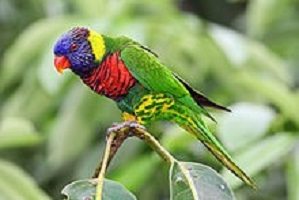 The Lovable Lory, colorful and playful