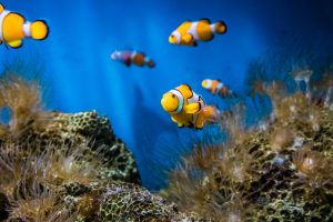 aquarium health benefits